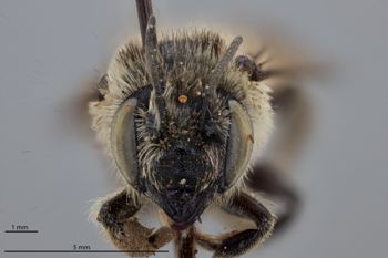 Media type: image;   Entomology 791606 Aspect: head frontal view